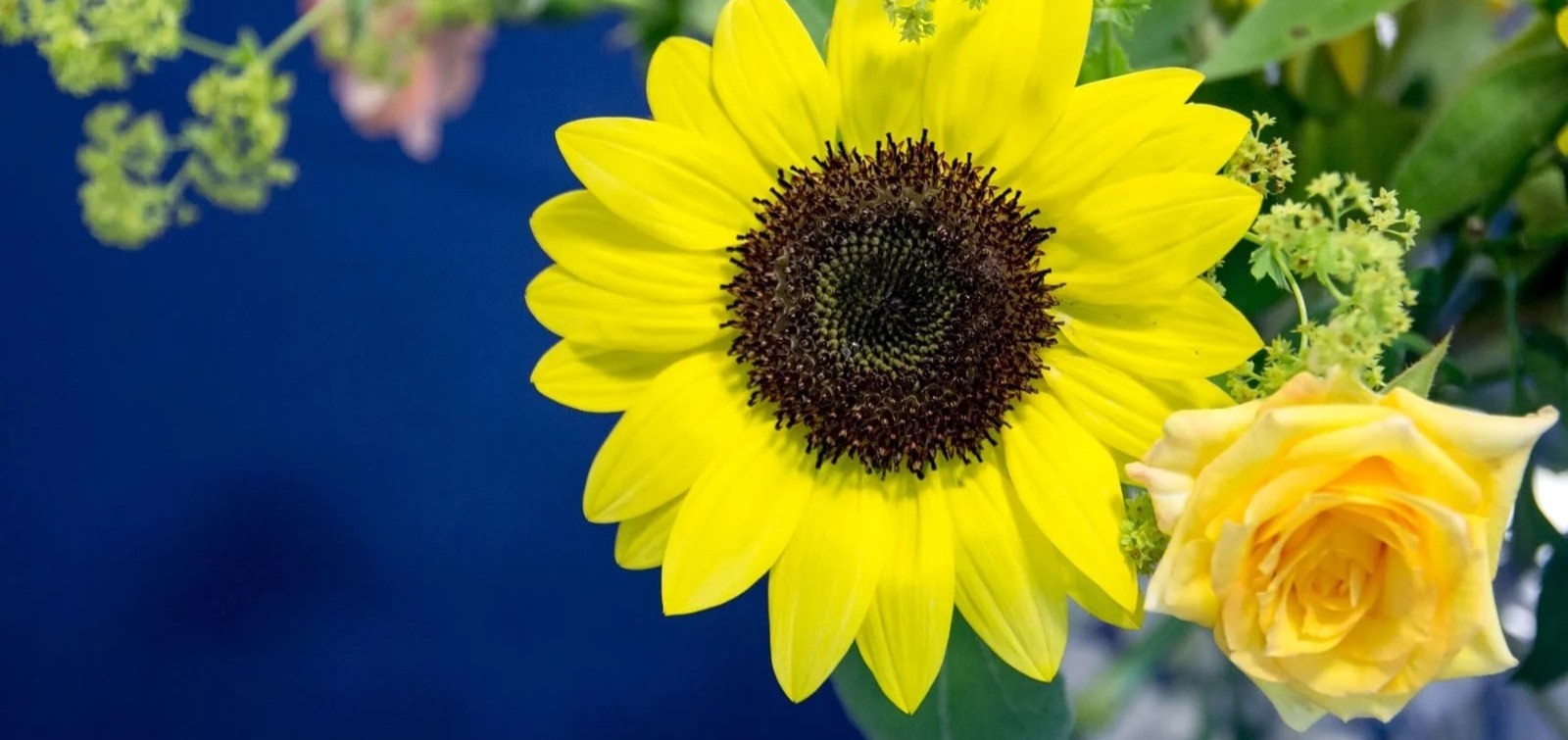 ひまわりと黄色のバラ