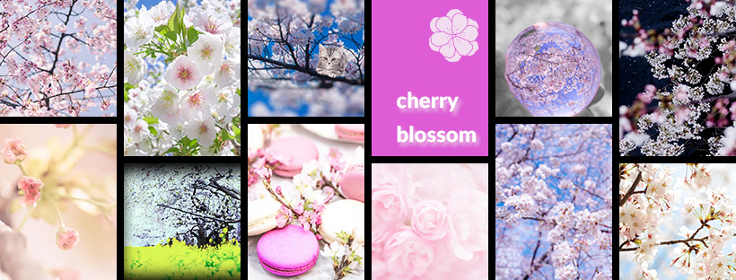 桜画像